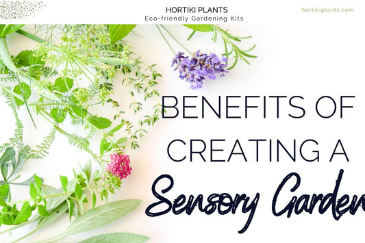 Stalks of fresh herbs on white background. Purple lavendar, mint, basil. Benefits of creating a Sensory Garden