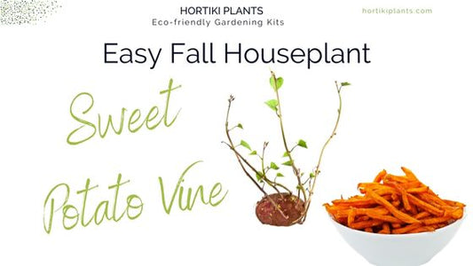 Easy Fall Houseplant: Sweet Potato Vine