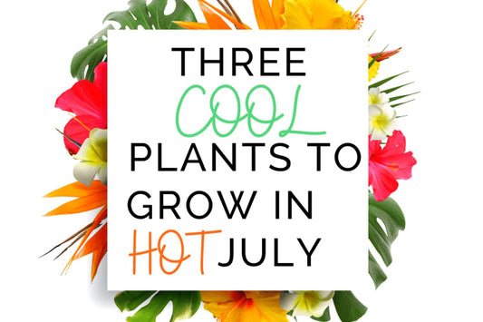 Three Cool Plants to Grow in Hot July. Tropical flower background