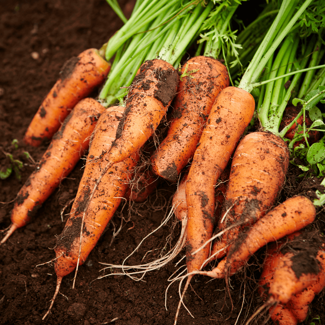 š„Carrots STEAM Activity Seed Cards (Sold in Bundles of 5)