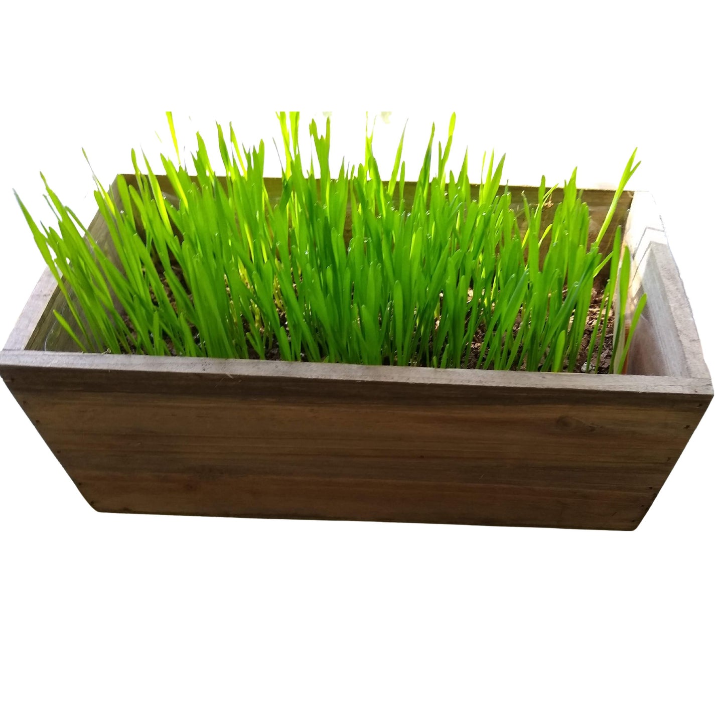 Organic Cat Grass Kit