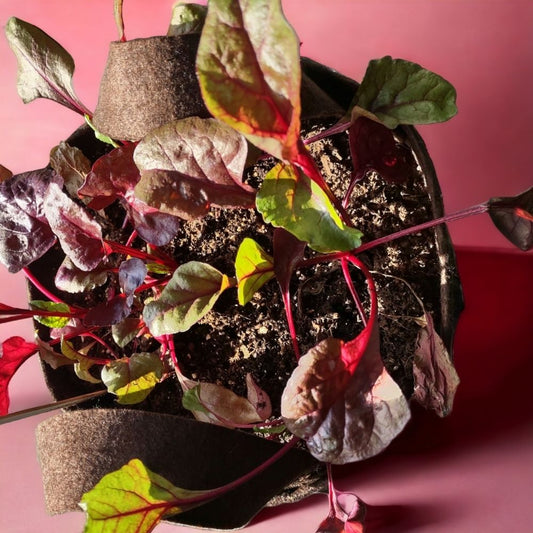 Organic Beets Garden Kit - Corporate Gift