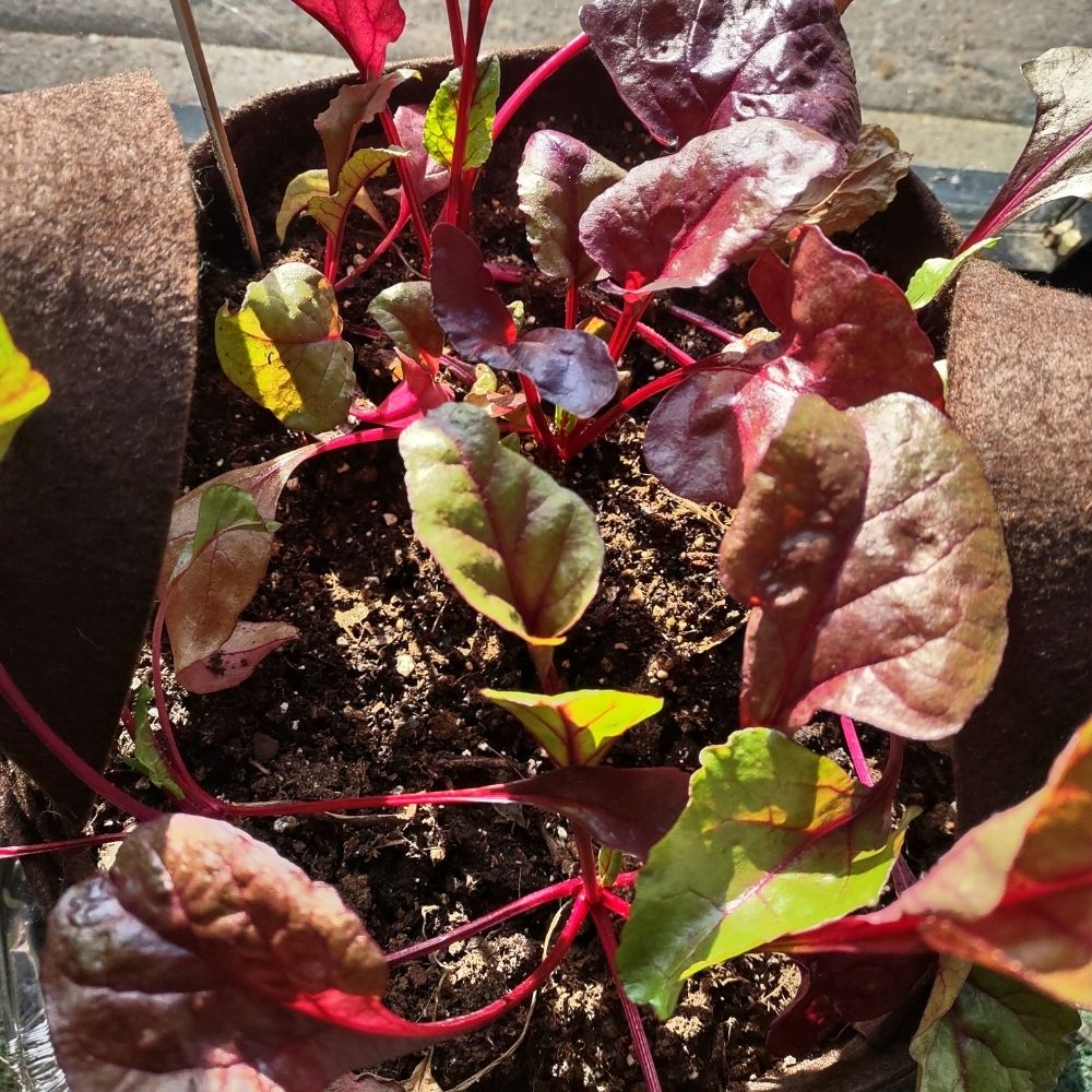 Organic Beets Garden Kit - Corporate Gift