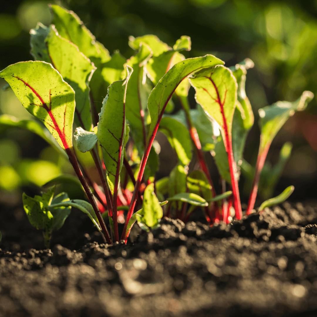 Beets Card + Grow Kit (Art -STEAM Series)
