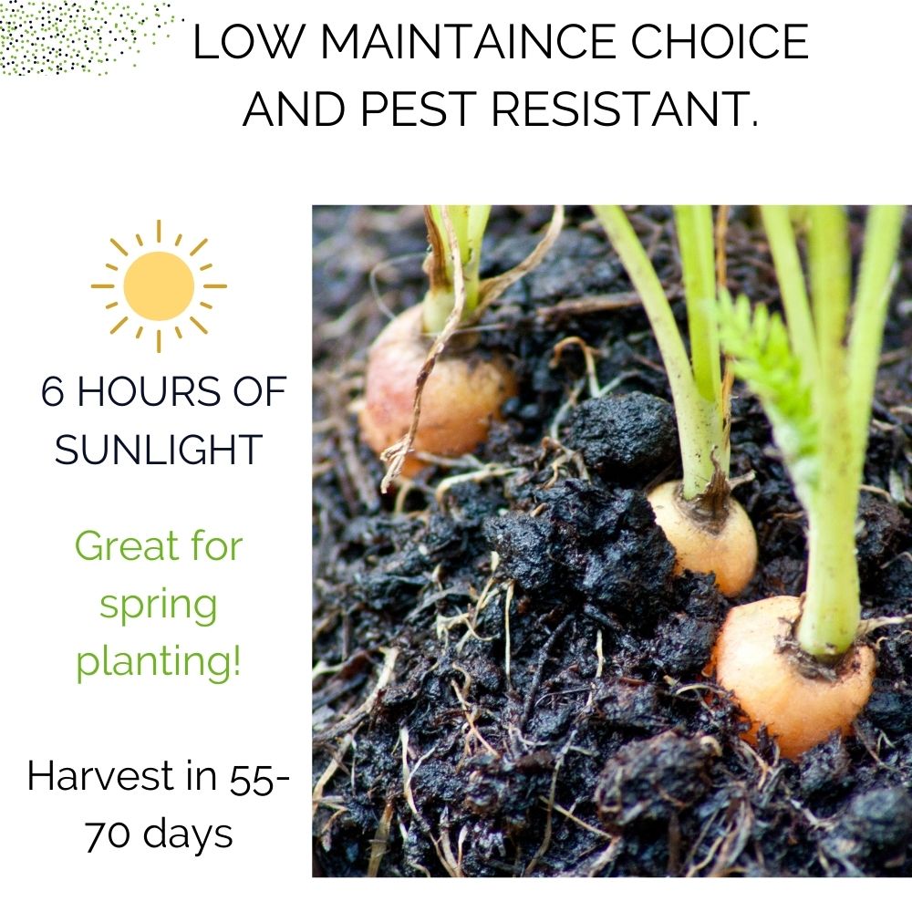 Organic Carrots Garden Kit - Corporate Gift