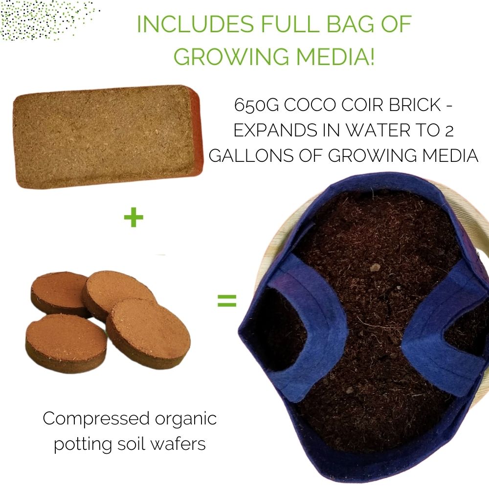 Organic Carrots Garden Kit - Corporate Gift