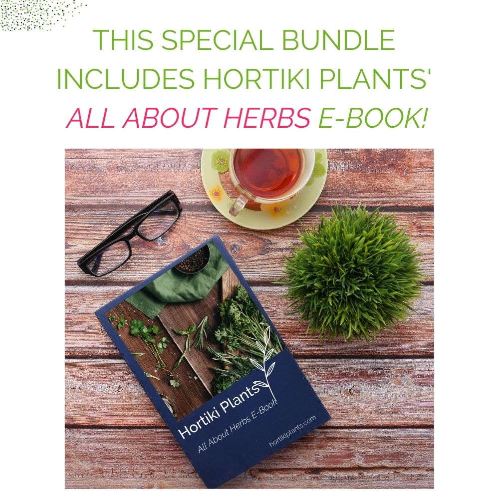 Organic Kitchen Herb Garden Kit - Corporate Gift