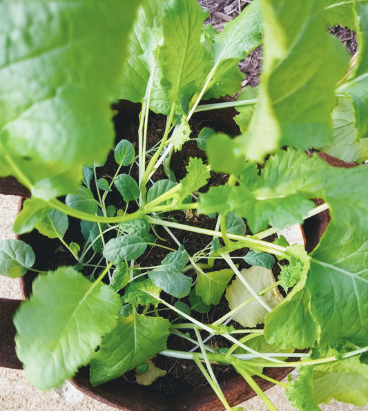 Organic Kale Container Garden Kit -  Corporate Gift