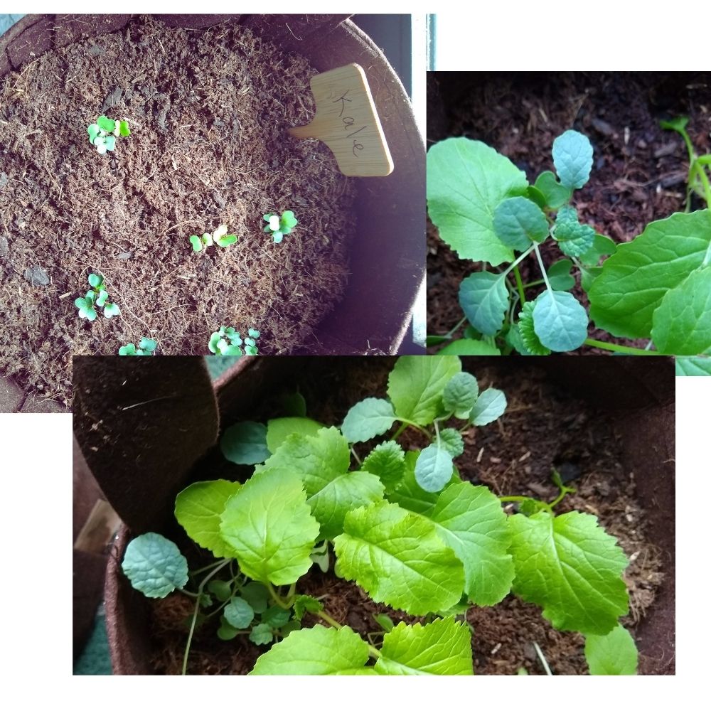 Organic Kale Container Garden Kit - Corporate Gift