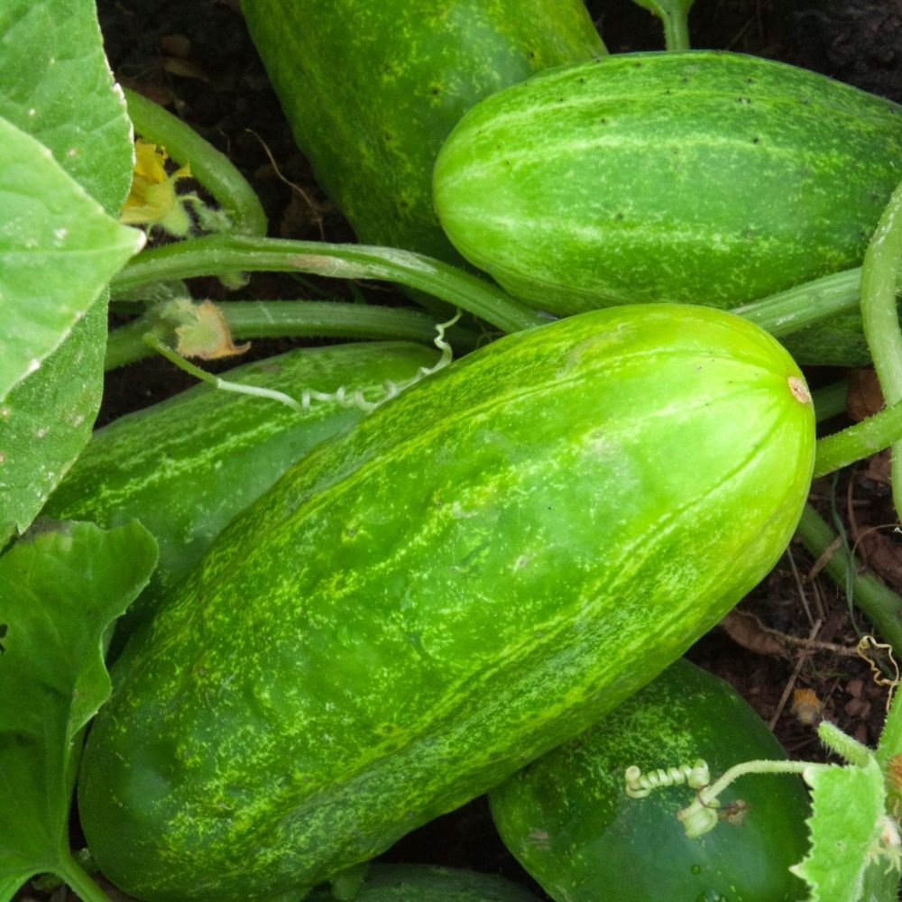 Organic Summer Garden Kit. Lettuce, Cucumber, Tomato Seed Starting Kit.