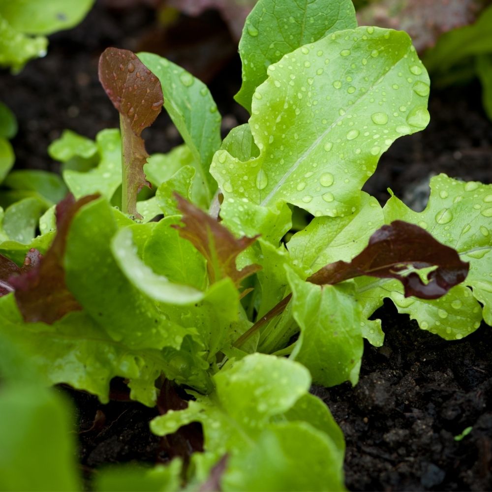 Organic Summer Garden Kit. Lettuce, Cucumber, Tomato Seed Starting Kit.