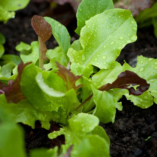 10 Organic Seed Packets