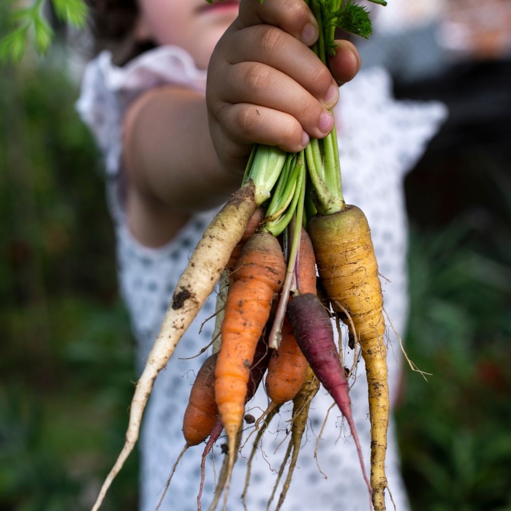 Kids Organic Garden Kit (MultiOrder Discount) - Broccoli Carrot Pea
