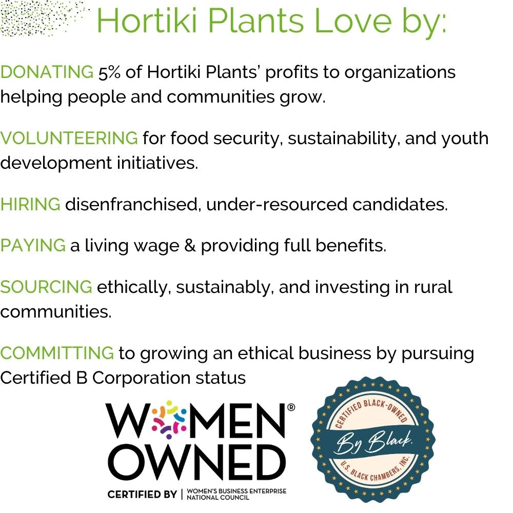✨NEW! Hortiki Plants Kids Garden Card + Grow Kit: Lettuce