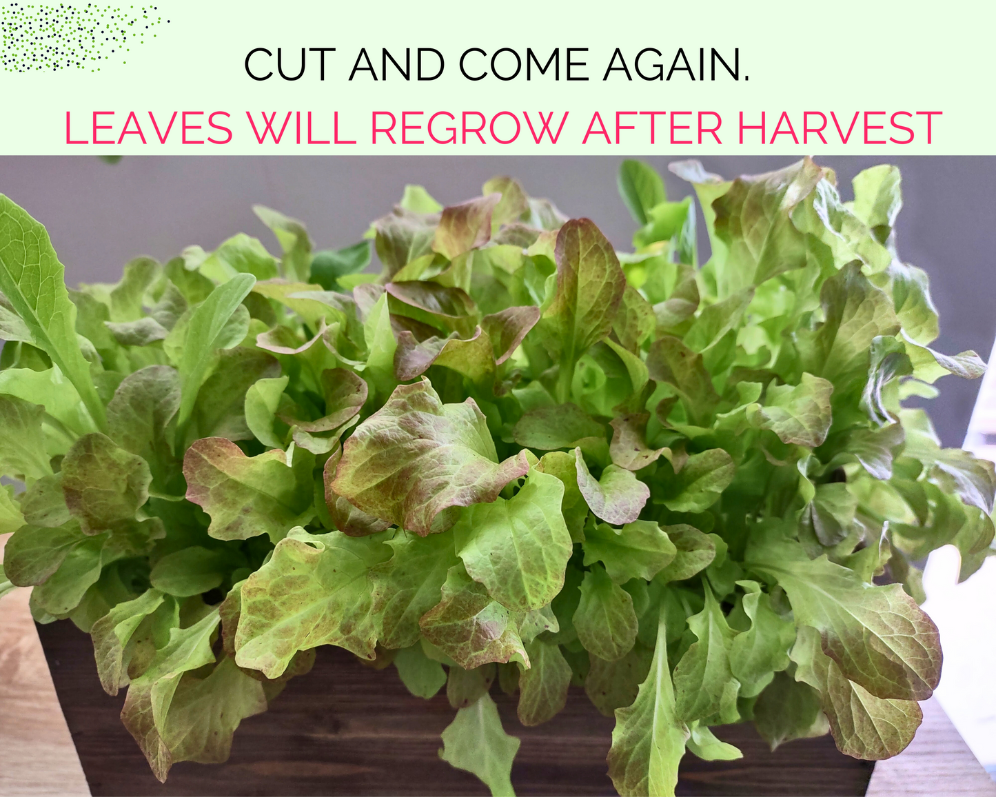 Organic Lettuce Garden Kit - Corporate Gift
