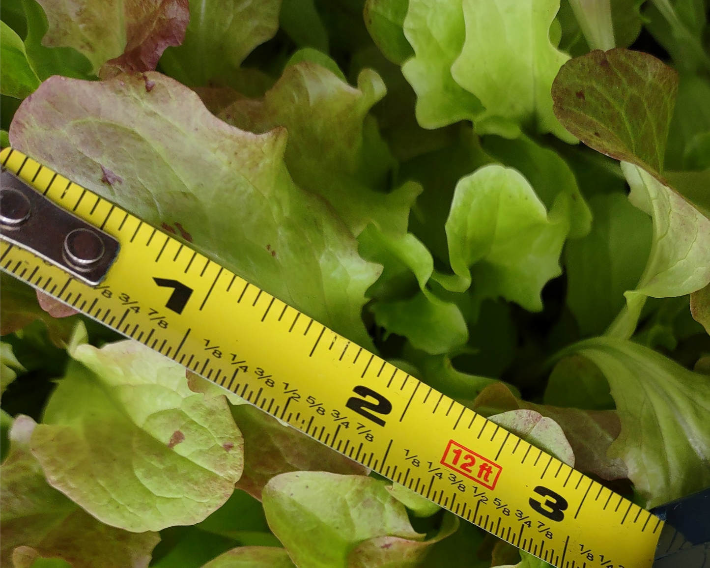 Organic Lettuce Garden Kit - Corporate Gift
