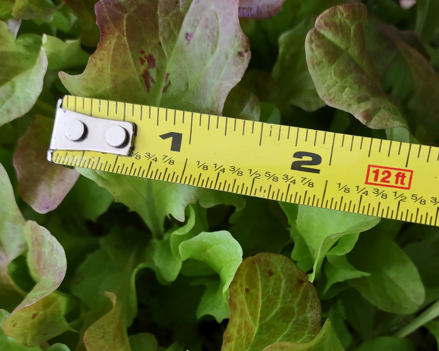 Organic Lettuce Garden Kit - Corporate Gift