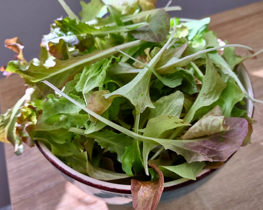 Organic Lettuce Garden Kit - Corporate Gift