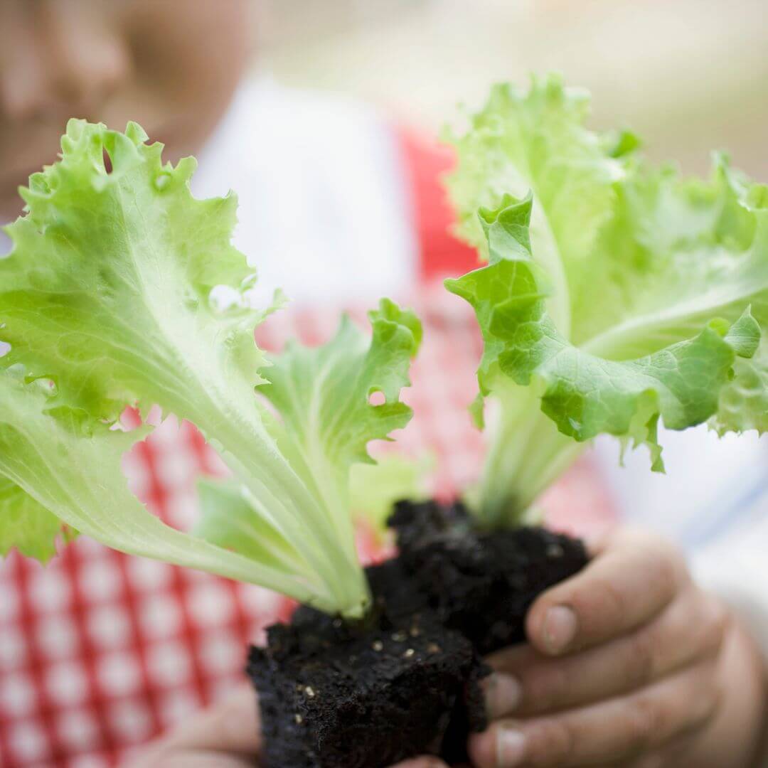 š„¬Kids Garden Lettuce STEAM Activity Seed Card