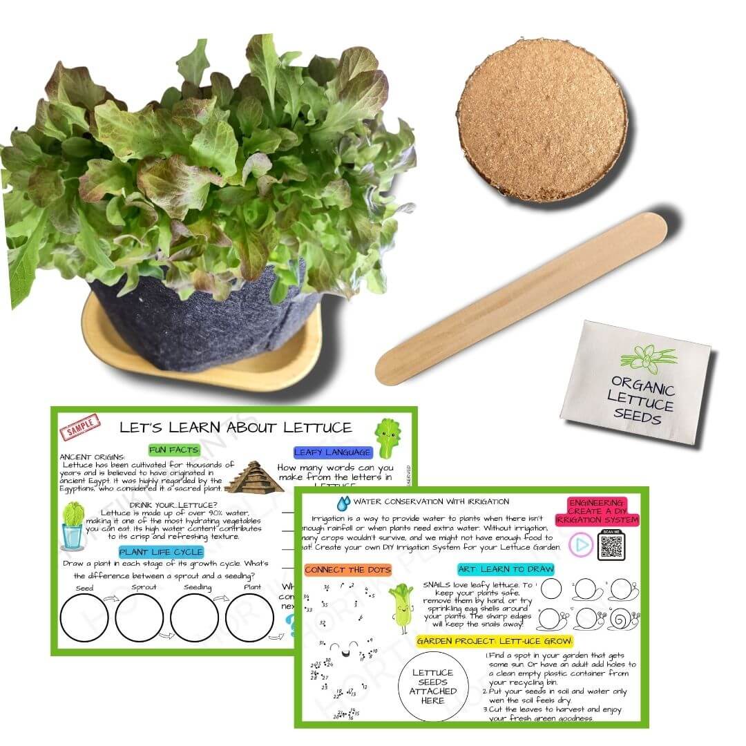 ✨NEW! Hortiki Plants Kids Garden Card + Grow Kit: Lettuce