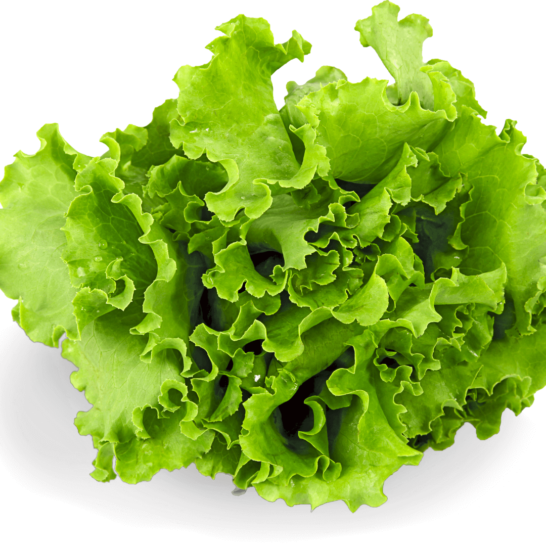 ✨NEW! Hortiki Plants Kids Garden Card + Grow Kit: Lettuce