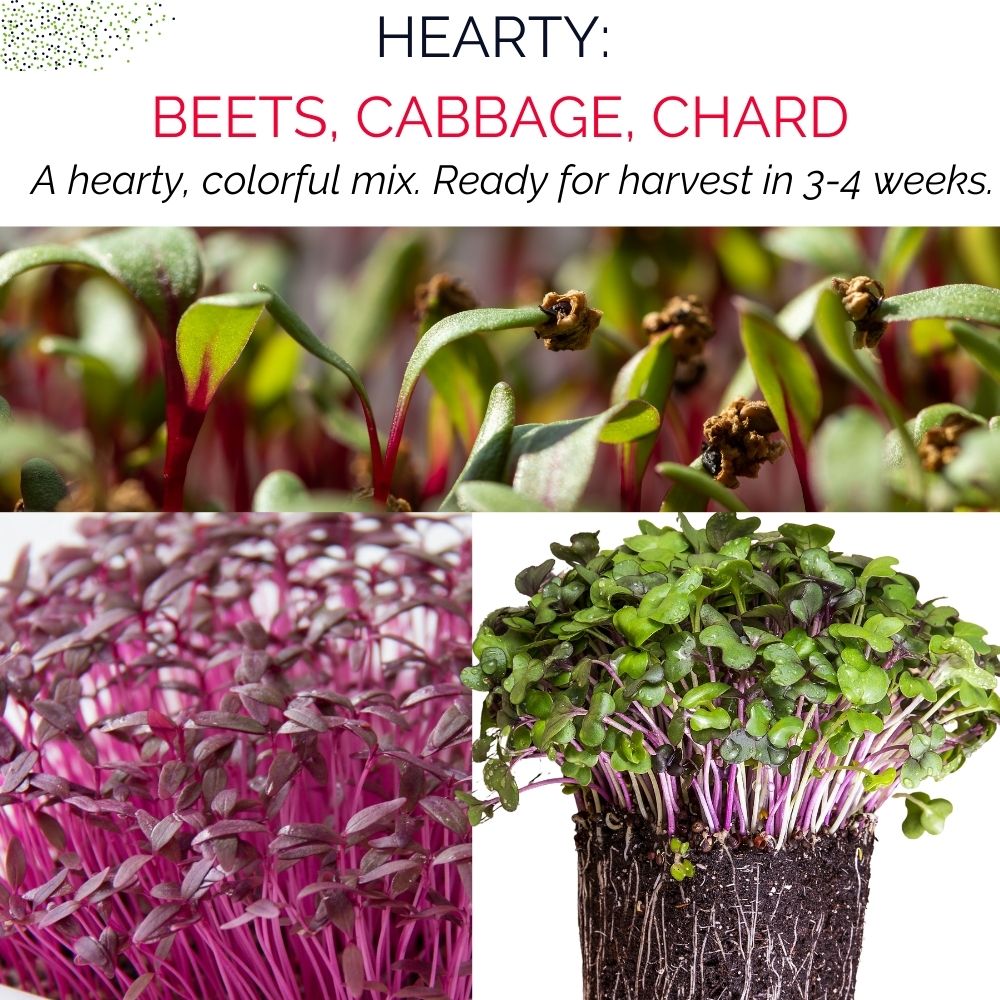 Organic Microgreens Container Garden Kit - Corporate Gift