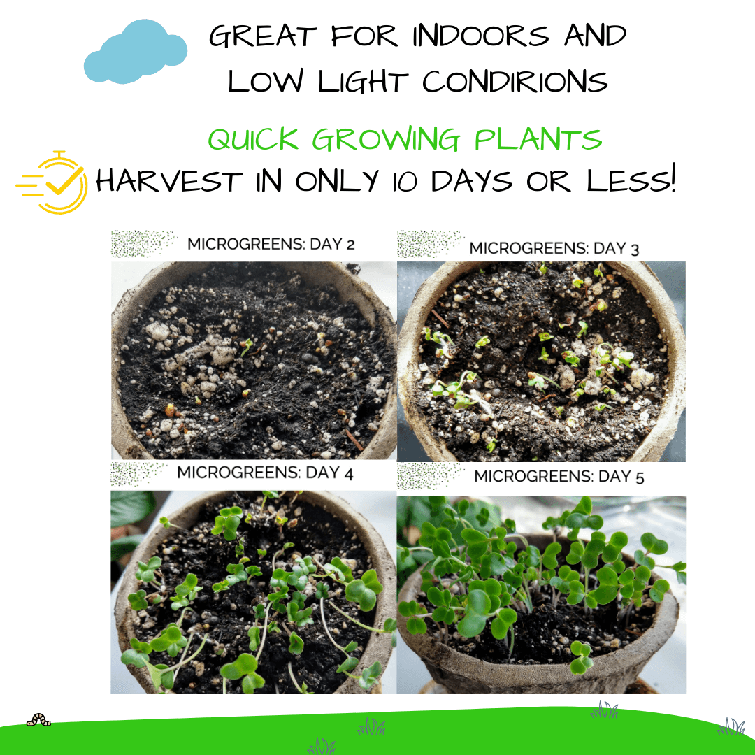 ✨Microgreen Card + Grow Kit (Technology - STEAM Series)