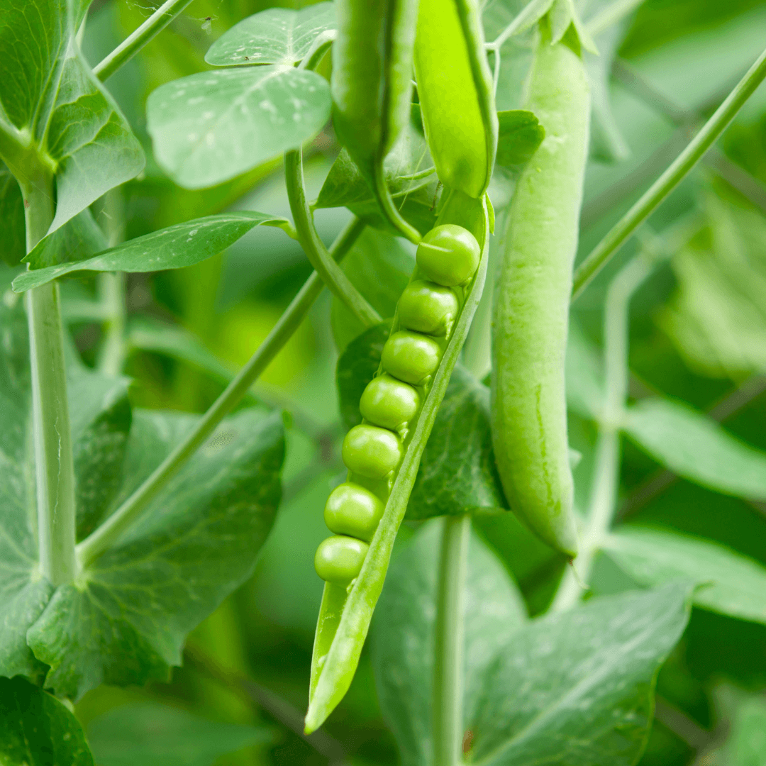 Peas Card + Grow Kit (Egineering - STEAM Series)