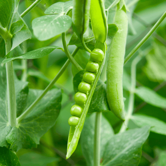 Peas Card + Grow Kit (Egineering - STEAM Series)