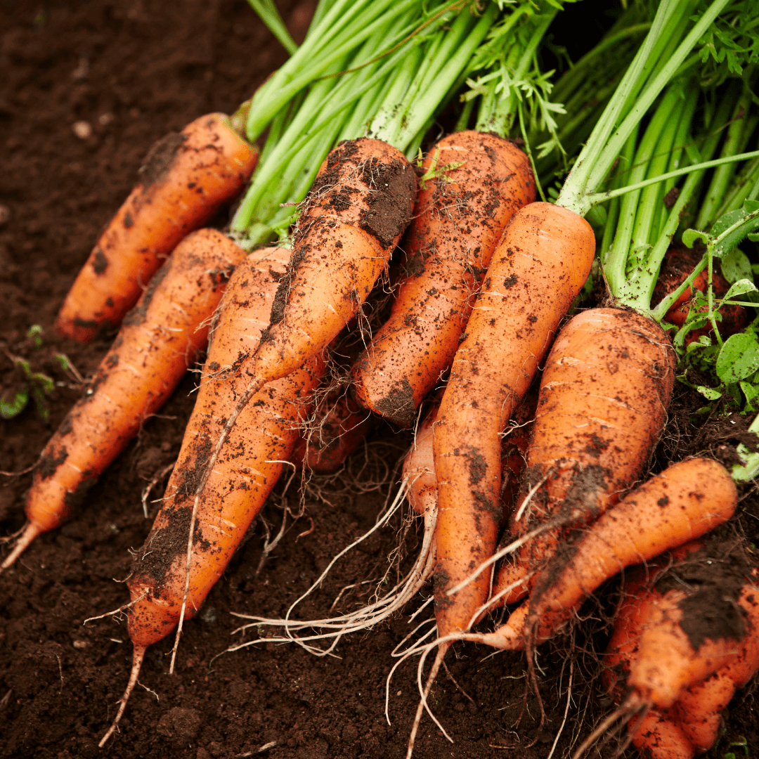 Carrots Card + Grow Kit (Math -STEAM Series)