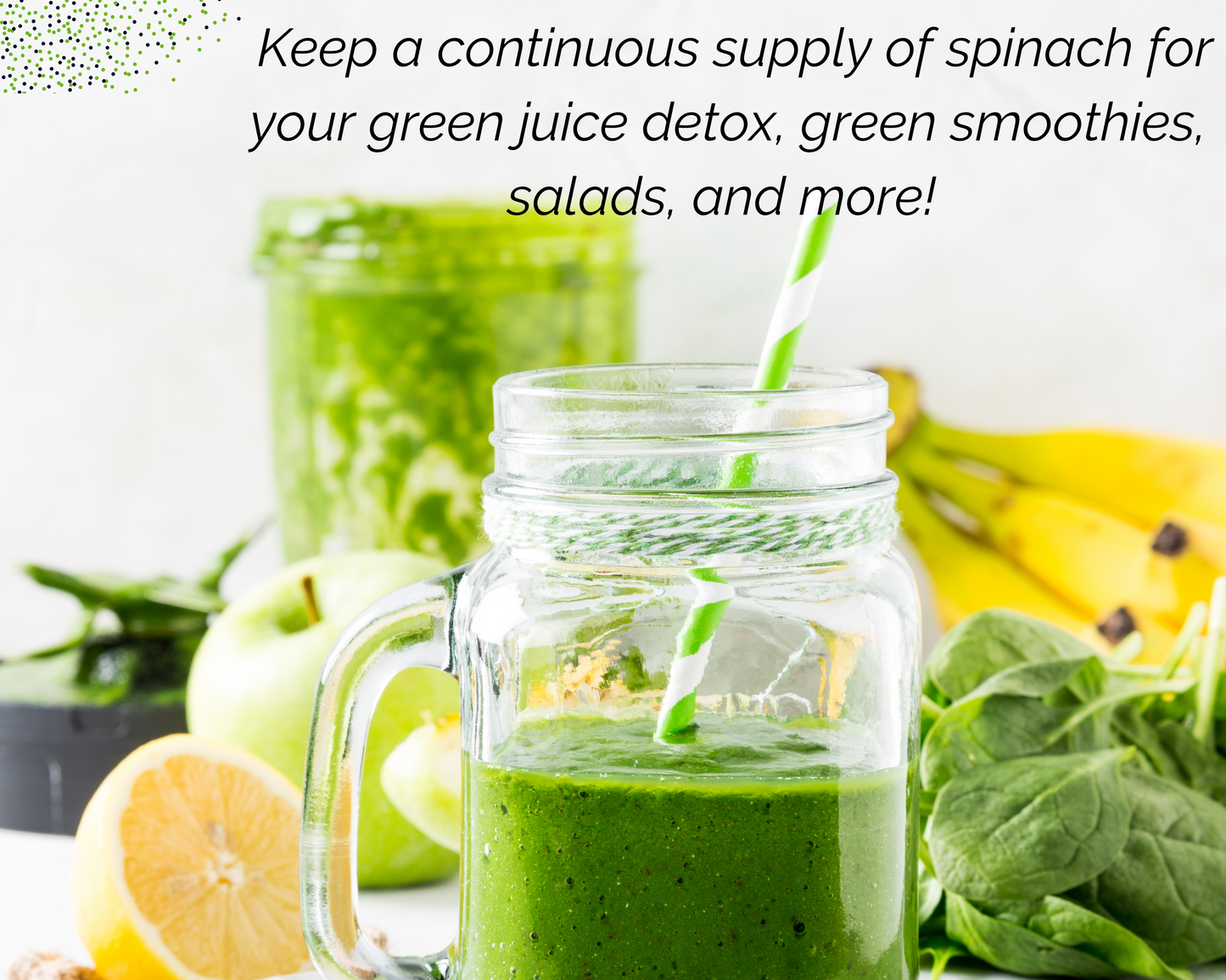 Organic Spinach Garden Kit