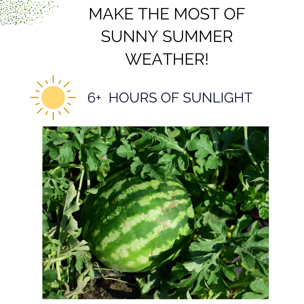 Organic Watermelon Container Garden Kit - Corporate Gift