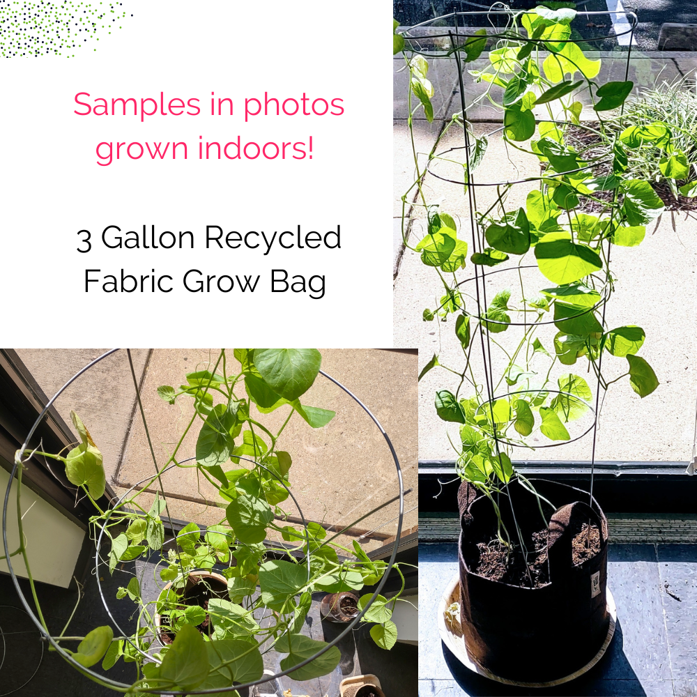 Organic Watermelon Container Garden Kit - Corporate Gift