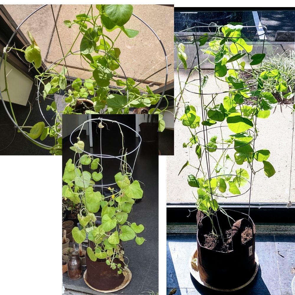 Organic Watermelon Container Garden Kit - Corporate Gift
