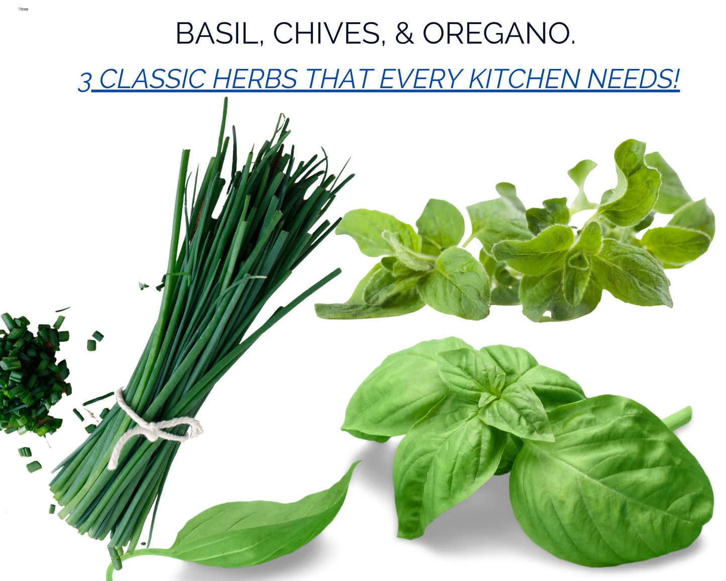 Organic Kitchen Herb Garden Kit - Corporate Gift