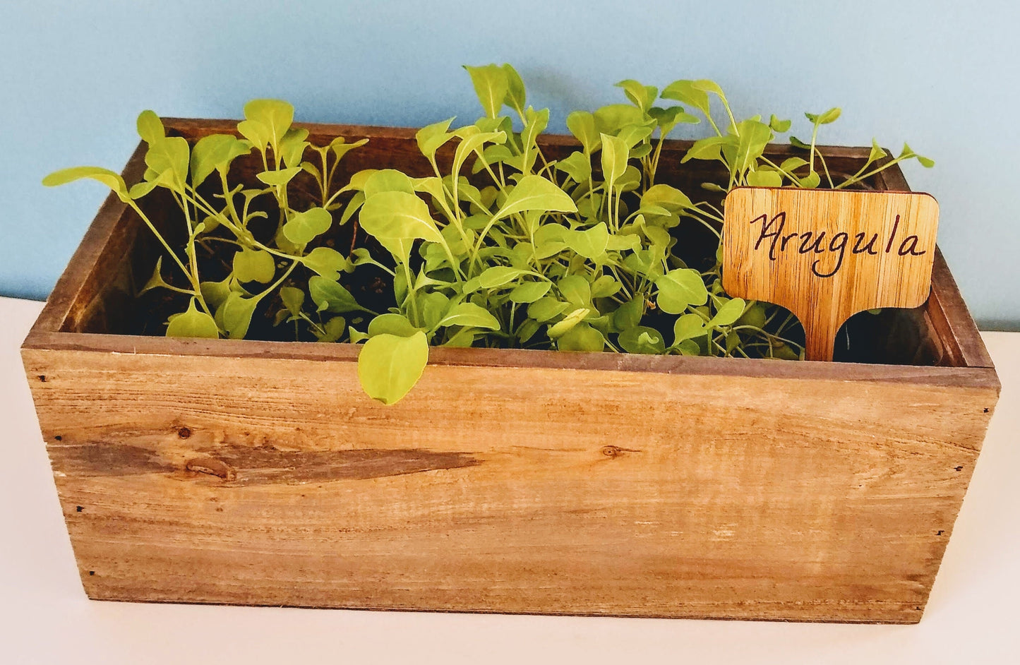 Organic Arugula Indoor Garden Kit - Corporate Gift