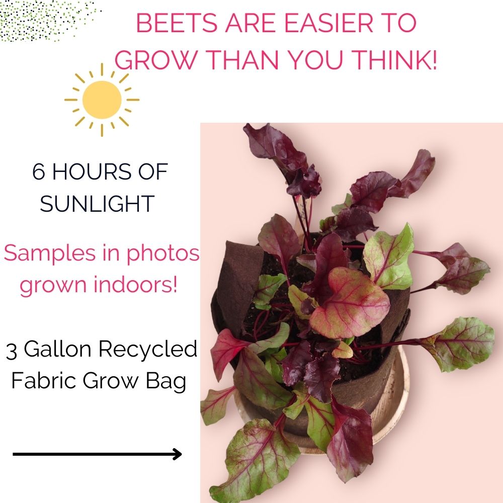 Organic Beets Garden Kit