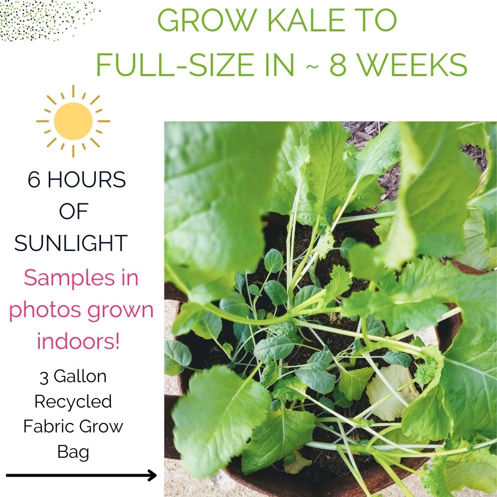 Organic Kale Container Garden Kit.