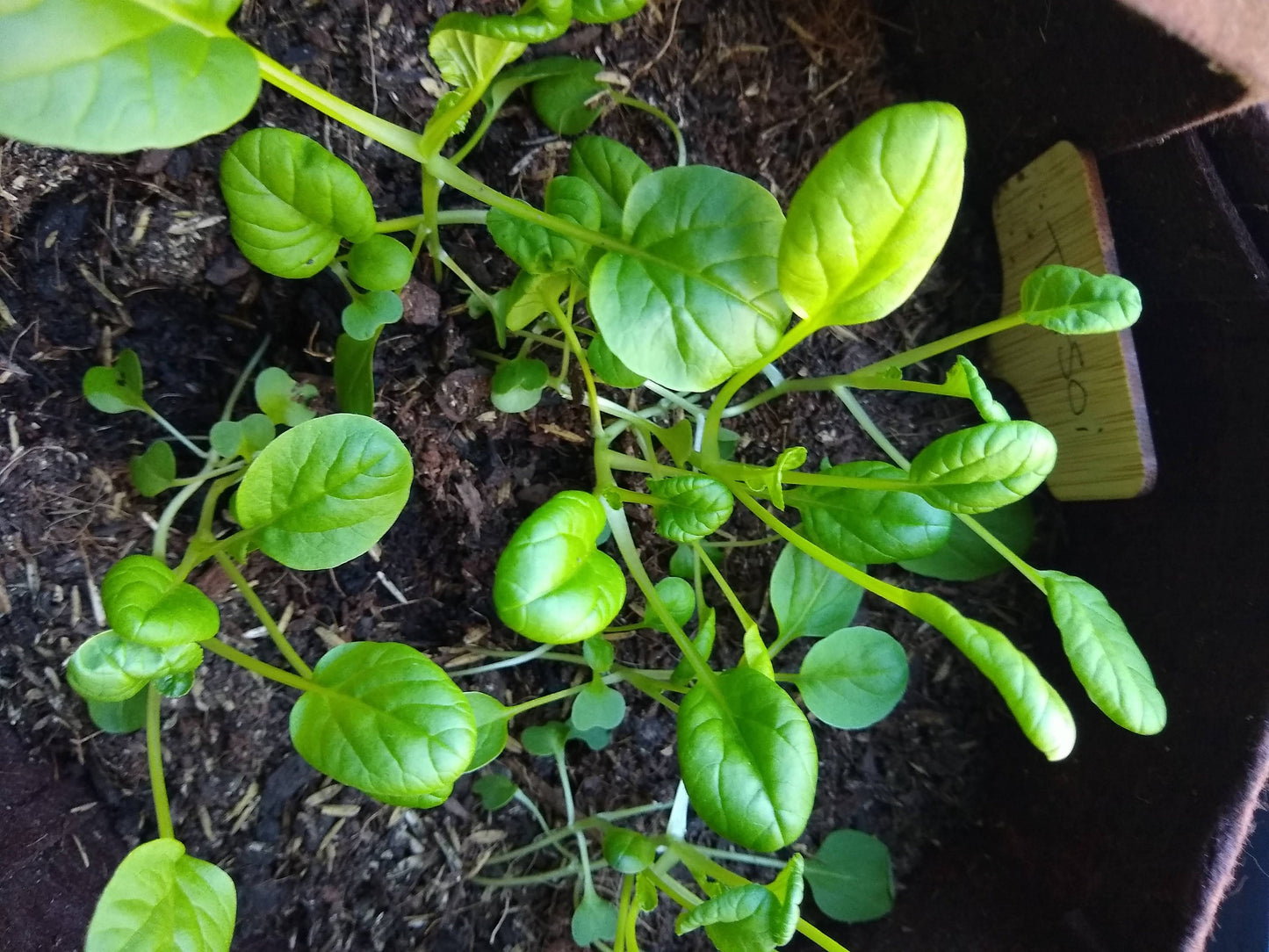 Organic Asian Tatsoi (Leafy Green) Garden Kit.