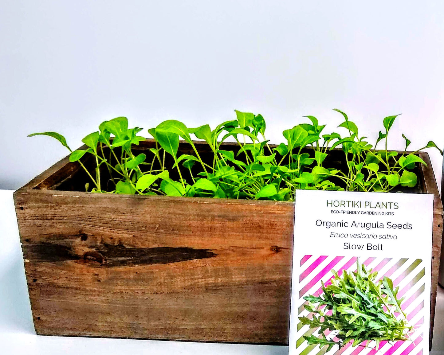 Organic Arugula Indoor Garden Kit