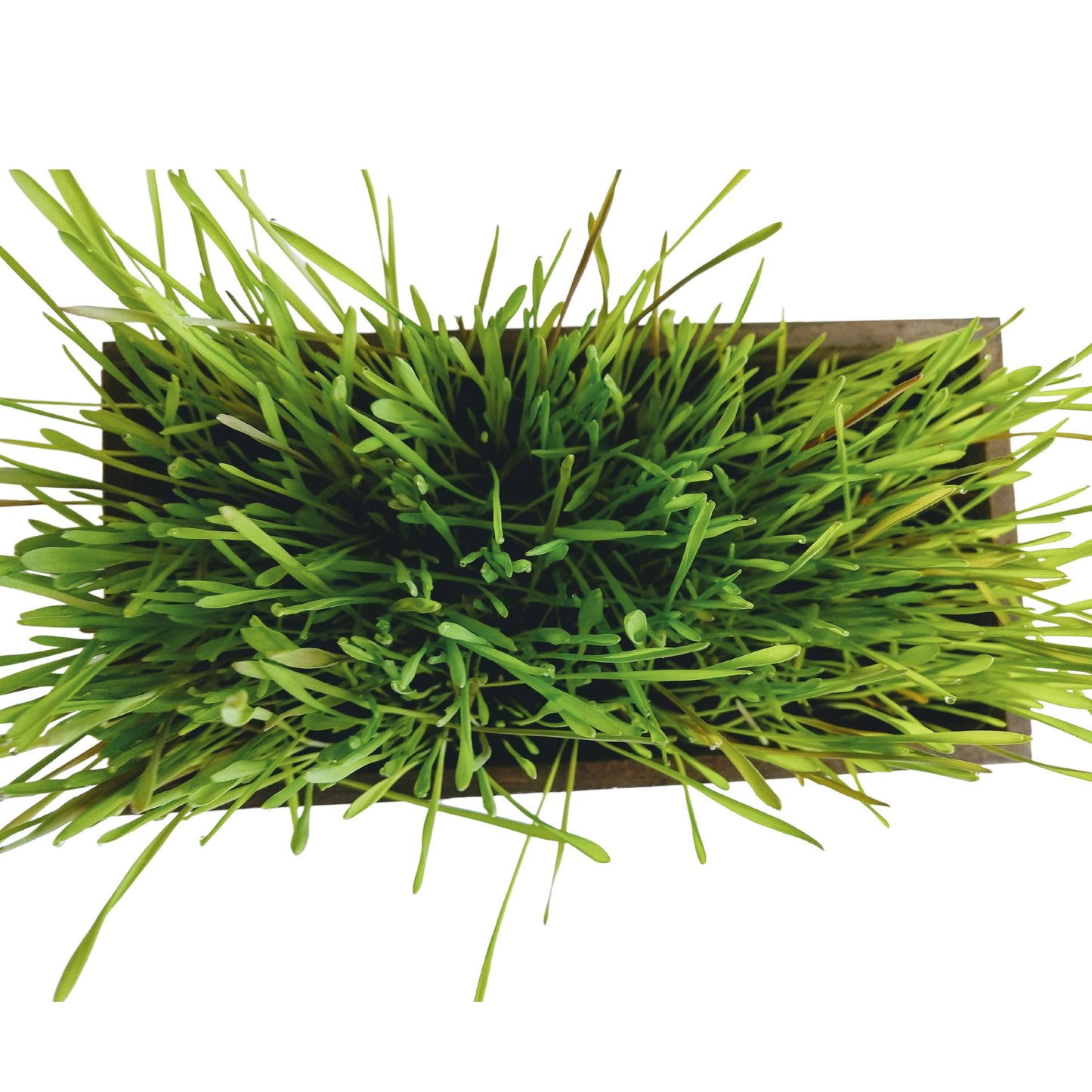 Organic Cat Grass Kit