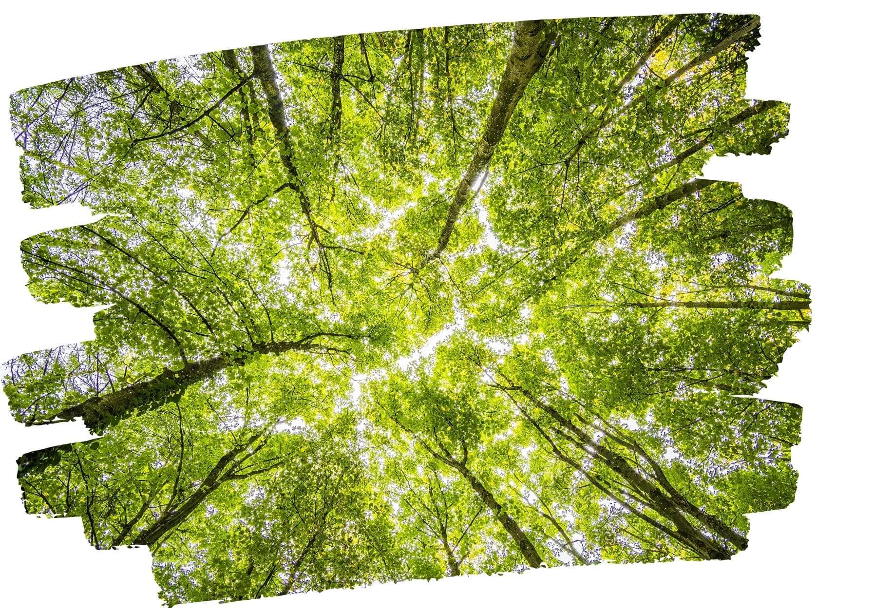 Green forest from carbon neutral tree planting  project
