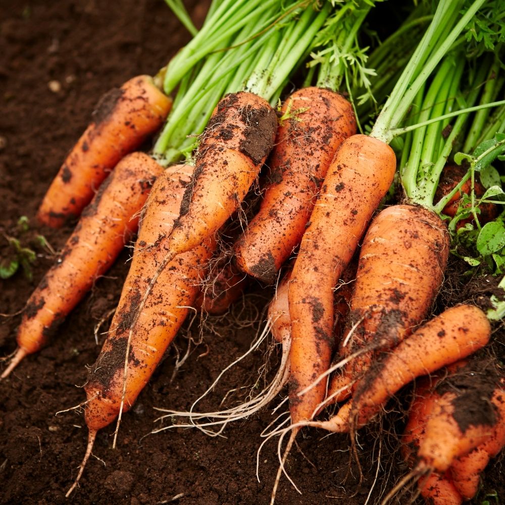 Organic Carrots Garden Kit - Corporate Gift