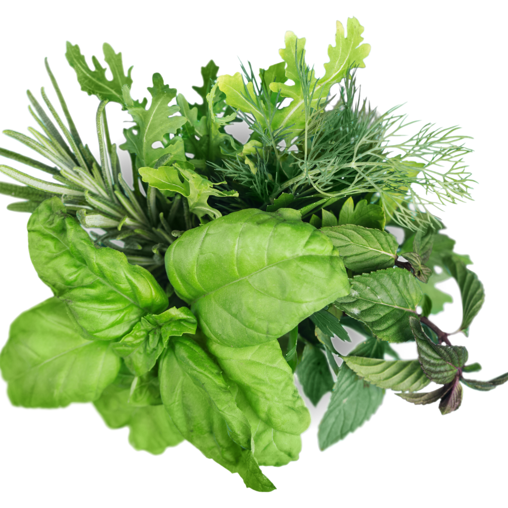 Organic Kitchen Herb Garden Kit - Corporate Gift