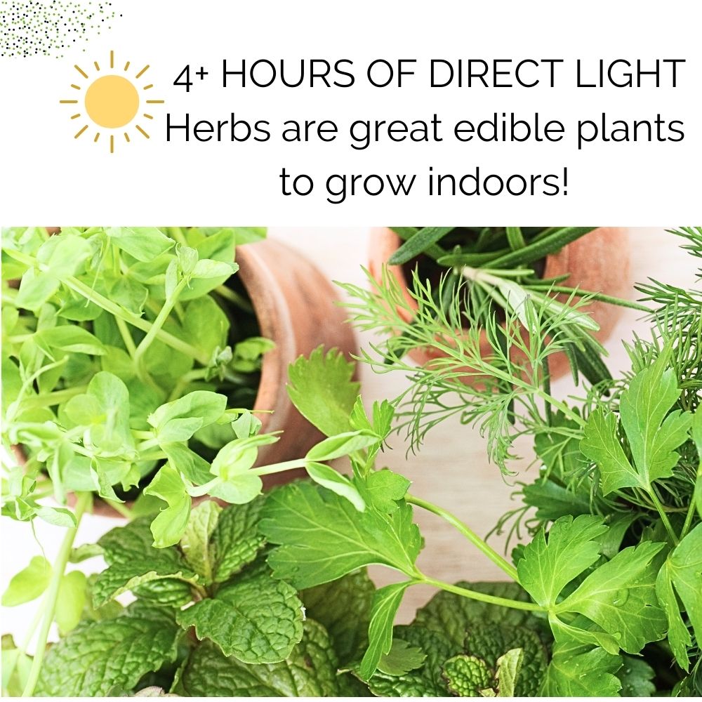 Organic Kitchen Herb Garden Kit - Corporate Gift