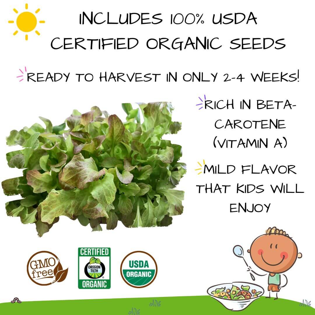 ✨NEW! Hortiki Plants Kids Garden Seed Card: Lettuce