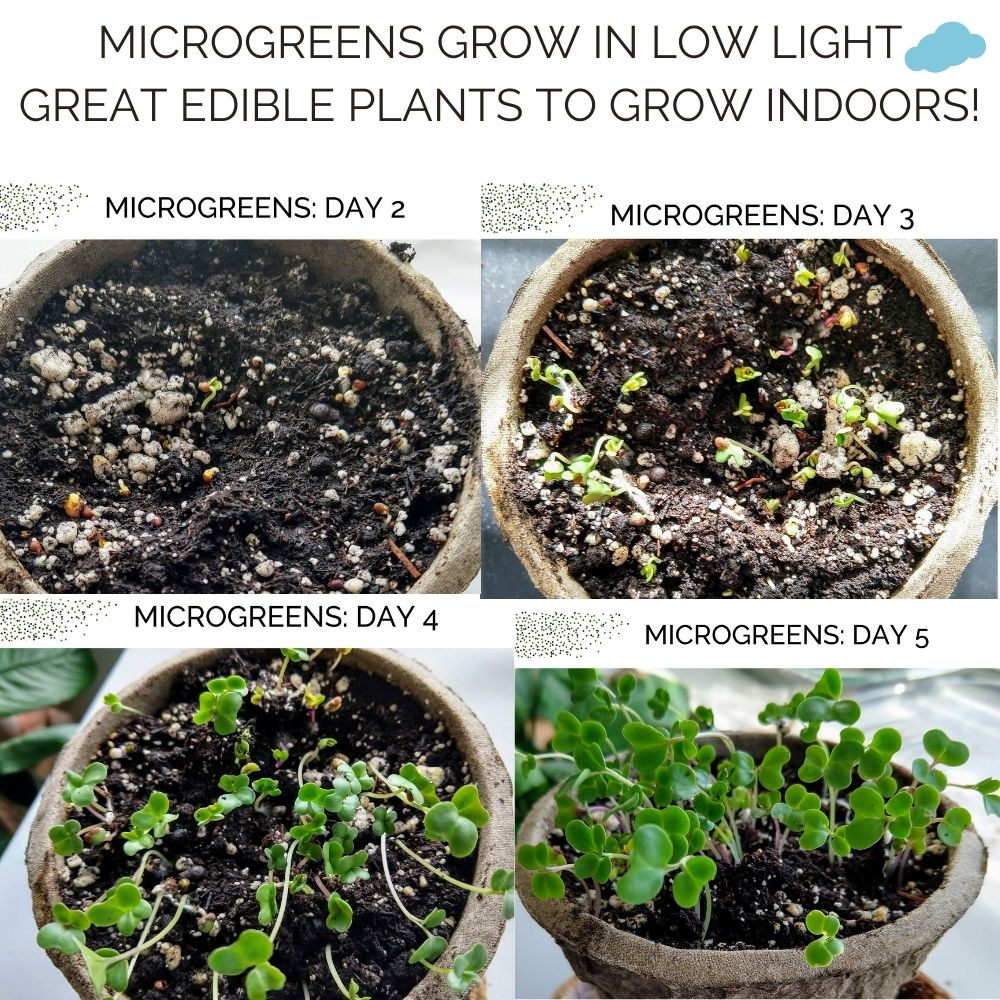 Organic Microgreens Container Garden Kit - Corporate Gift