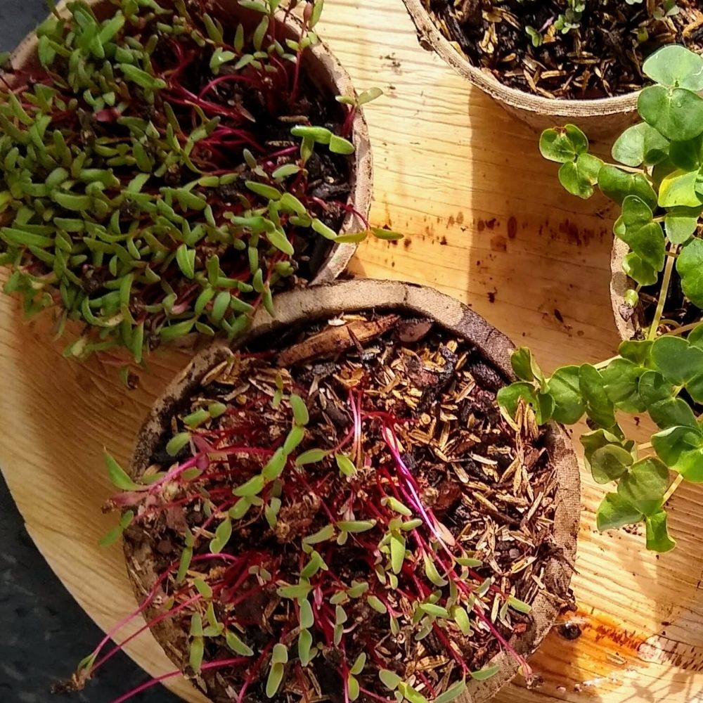 Organic Microgreens Container Garden Kit - Corporate Gift