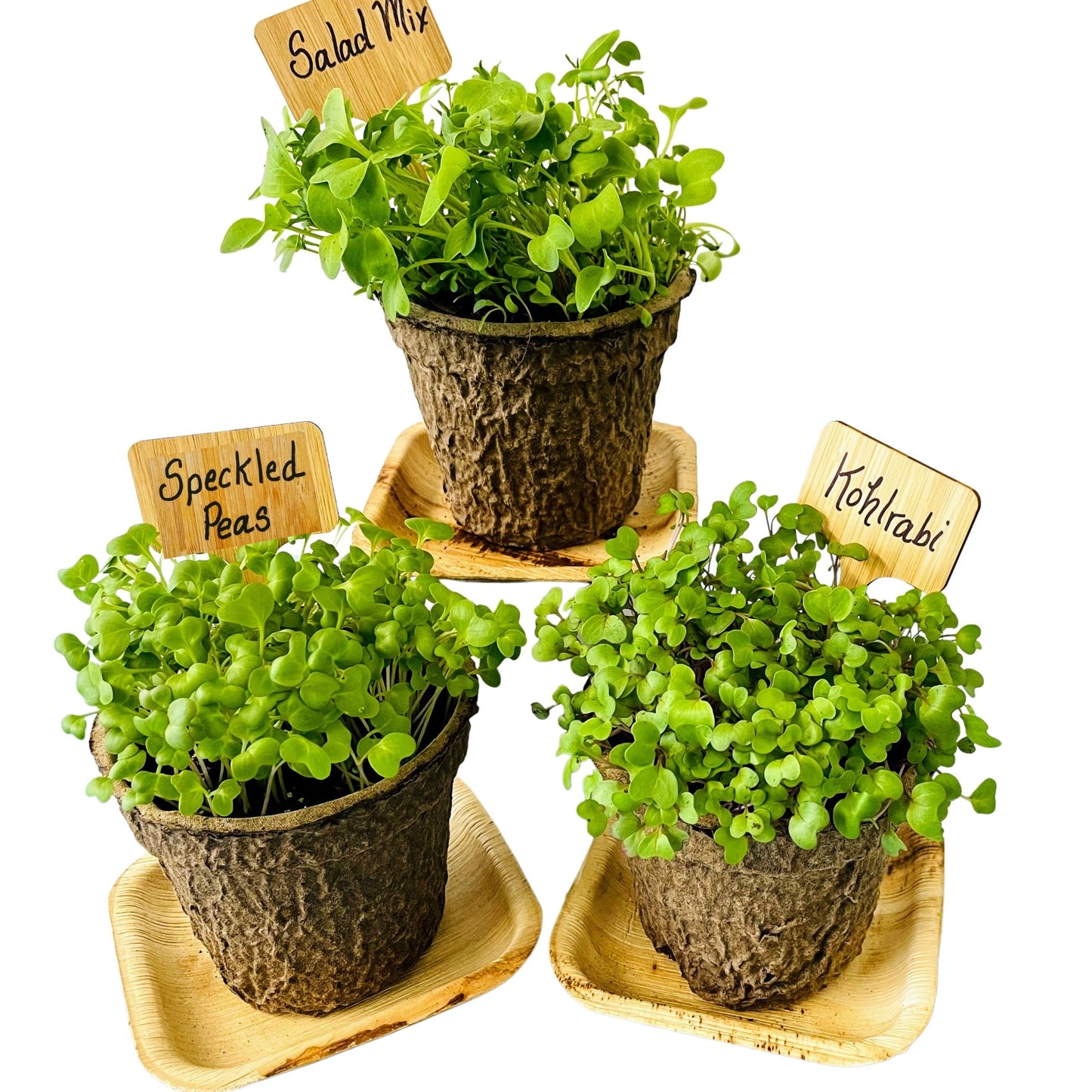 Organic Microgreens Container Garden Kit