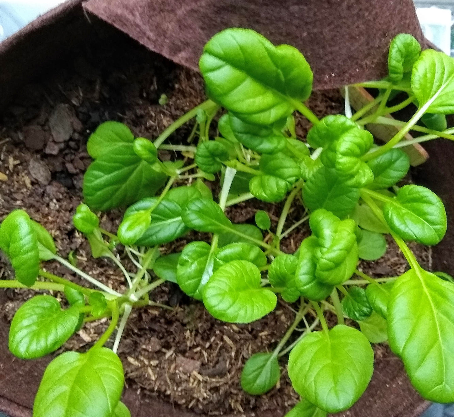 Organic Asian Tatsoi (Leafy Green) Garden Kit.